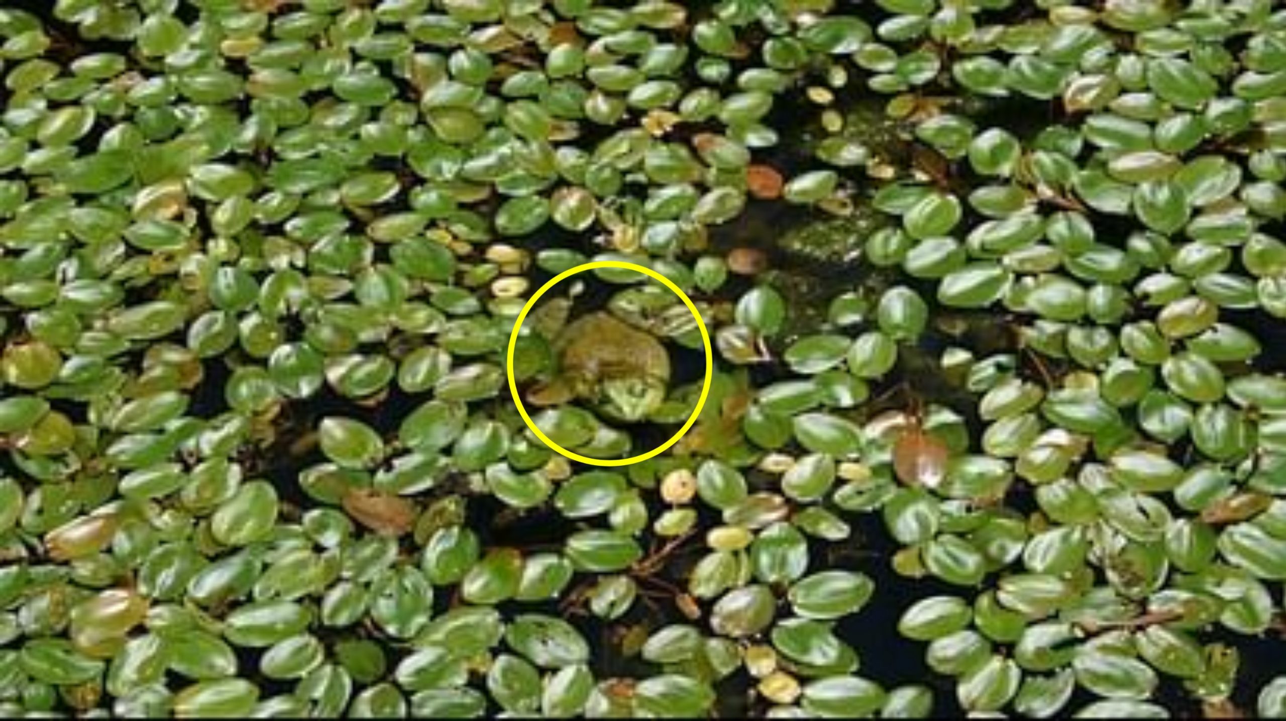 Optical Illusion find hidden frog